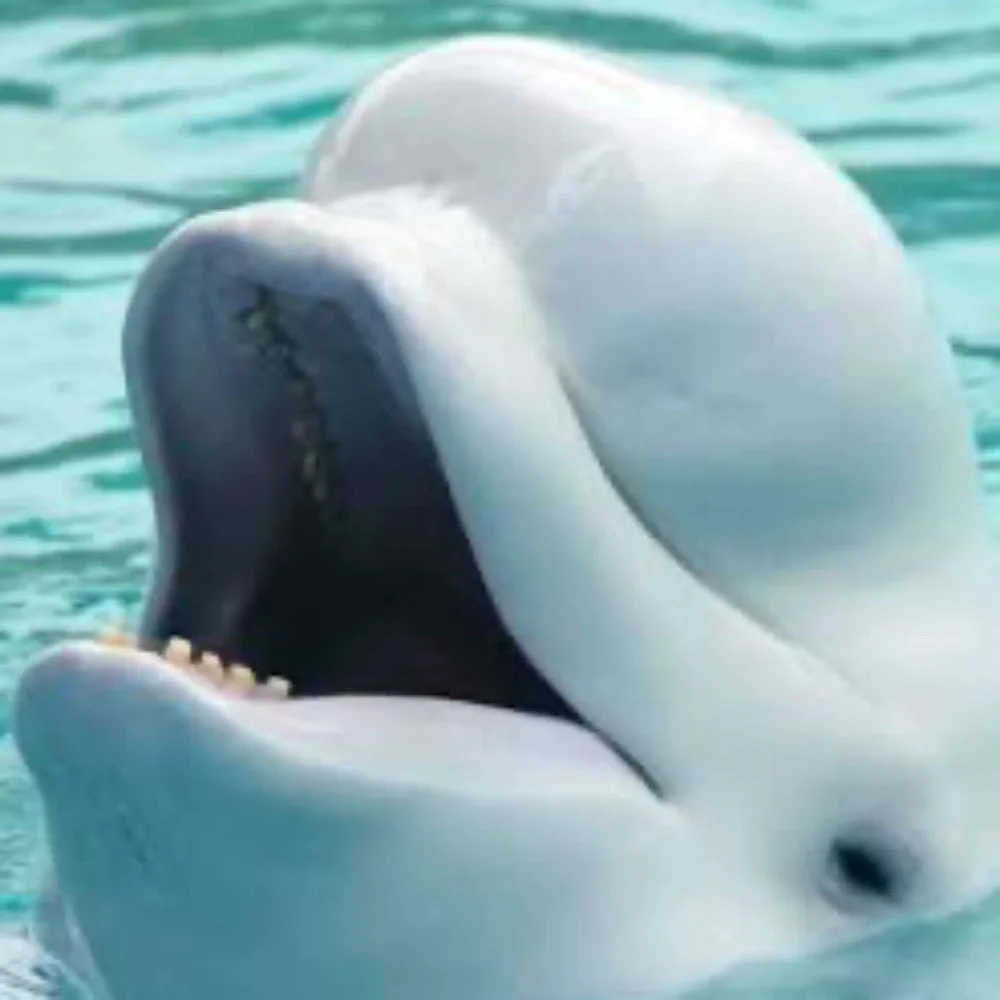 Antique Baby Beluga Whale Scrimshaw Tooth Ring WMS SZ 7 - Picture 14 of 16